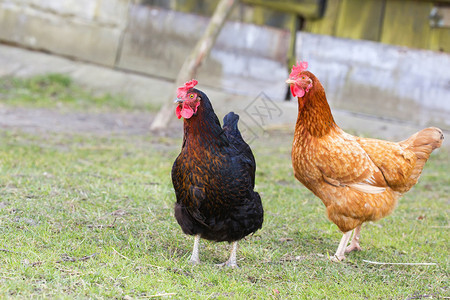 农场里的母鸡绿草地上的母鸡背景图片