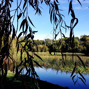 湖前树叶的剪影图片