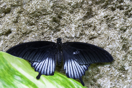 等不及夏天和蝴蝶了这颗是在西班牙的贝纳尔玛德纳蝴蝶图片