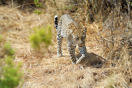 公园中的非洲豹PantheraP背景图片
