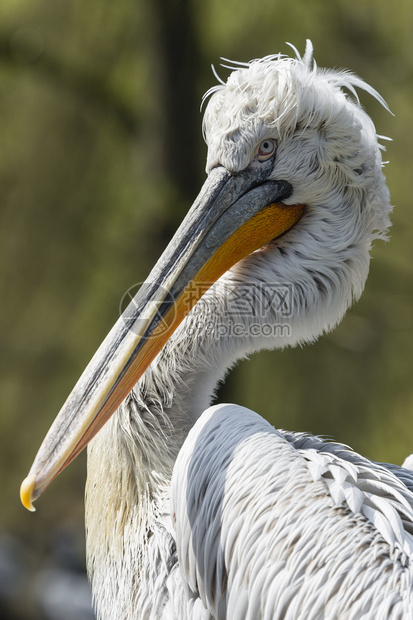 一站式观看鹈鹕队最新比赛回顾