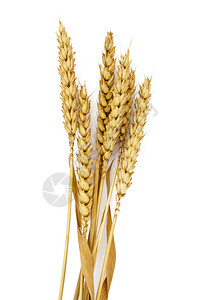 白色背景上孤立的小麦籽粒图片