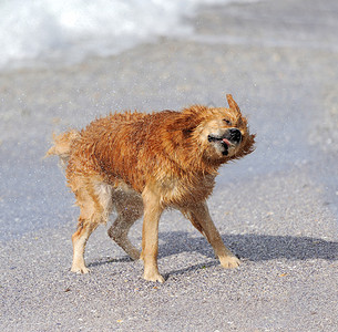 在海滩上奔跑的年轻金毛猎犬图片