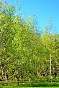 早春林中的白桦树图片