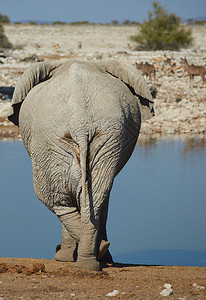 在纳米比亚Etosha公园的一个水洞中饮用时图片