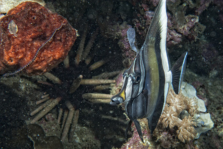 礁石背景中的一条神仙鱼图片