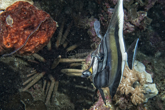 礁石背景中的一条神仙鱼图片