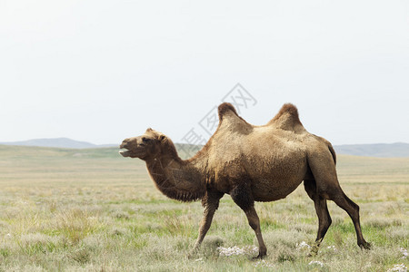 蒙古沙漠中的骆驼背景图片