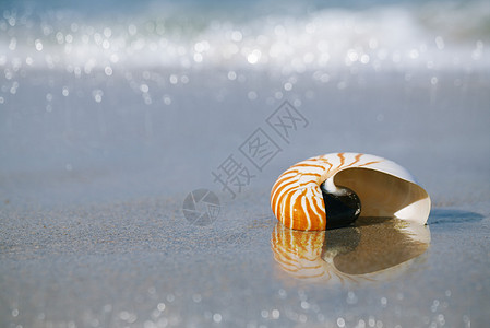 蜗牛LOGO纳图卢斯贝壳在佛罗里达白色海滩沙上阳光照背景