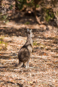 澳洲森林里野生袋鼠在图片