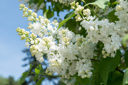 春天公园里的白丁香花图片