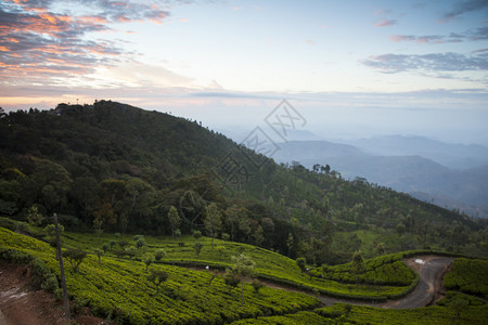 马来西亚茶园风景日出背景