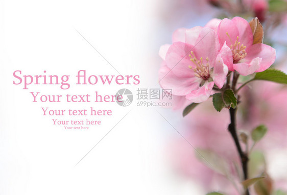 春天的花朵背景与空间为您的文本图片