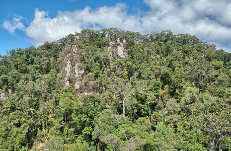 澳大利亚北昆士兰的雨林空中观图片