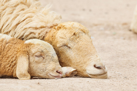 绵羊躺下夫妇图片