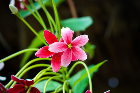 仰光爬花图片