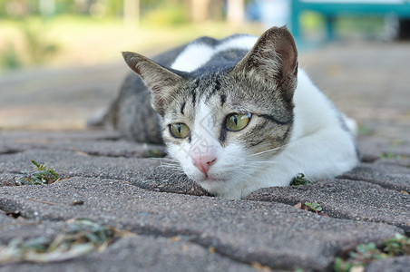 白色和灰色的猫蹲在花园里图片