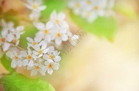 夏天树枝上的白色春花图片