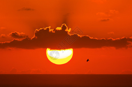 一只海鸥在戏剧日落背景上飞过海洋自由自由探索冒险的概念照图片