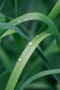 自然背景长草与水滴的特写图片