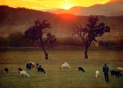 农田草地上的复古日落图片