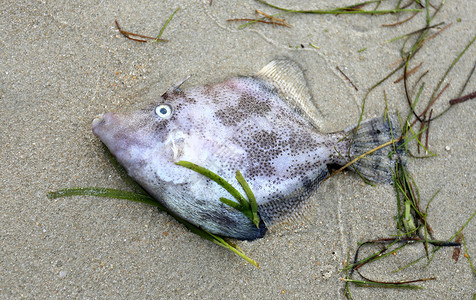 躺在沙滩上的沙子上的死鱼图片