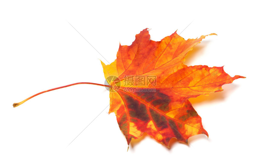 秋天的枫叶在白色背景上被隔离图片