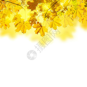 白色背景上孤立的秋天黄色叶子的边界图片
