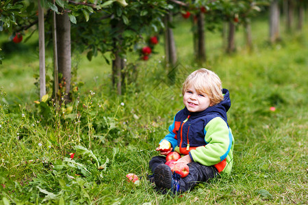 可爱的幼儿男孩在果园里采摘和吃新鲜有机红苹果健康食图片