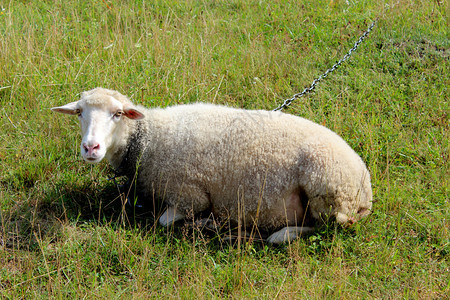 白羊在牧场的绿草上吃草图片