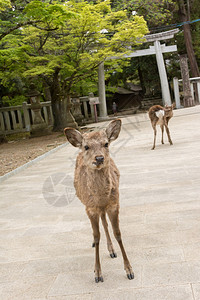 鹿站在去日本奈拉的朝野泰图片