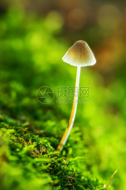 苔藓树桩上的毒菌图片