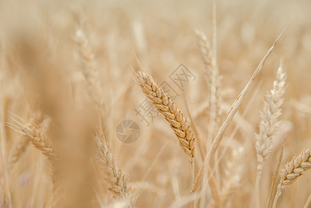 蓝天麦田上的麦穗图片
