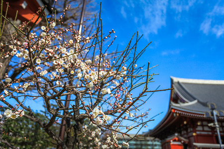 浅草寺的白东方樱图片