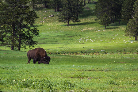 美洲水牛或野牛站在绿草图片