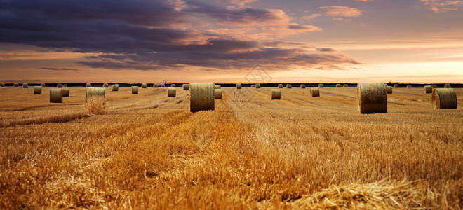 田野上的稻草捆天空美丽图片
