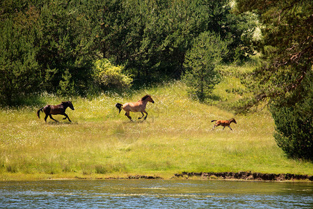 几匹马在湖边阳光明媚的金图片