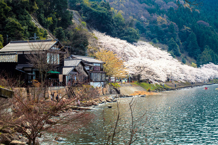 突出到琵琶湖海津大崎KaizuOsaki的礁区琵图片