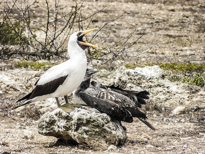 加拉帕戈斯岛蒙面鲣鸟的特写图片