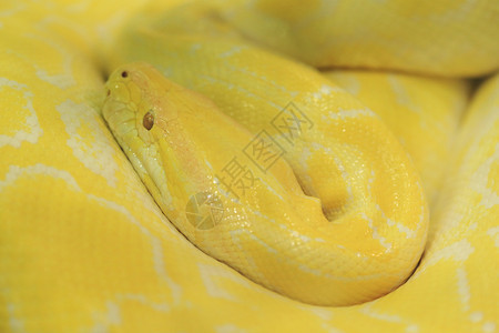 虎白化蟒蛇黄色毒蛇图片