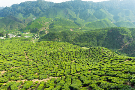 马来西亚卡梅伦高地茶叶图片