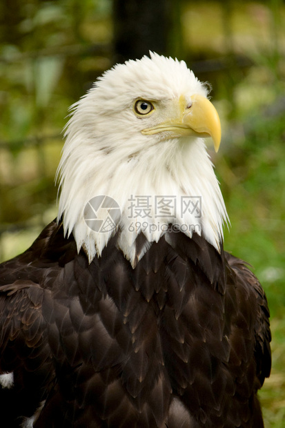 实时直击老鹰与奇才巅峰较量