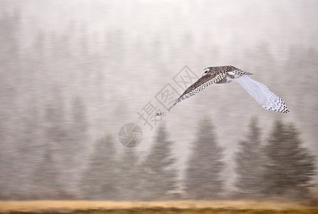 艾伯塔省冬季树木中的雪鸮图片