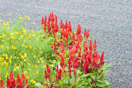 花坛中美丽的红色鸡冠花图片素材