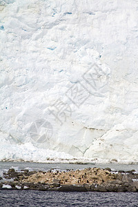 南极洲自然栖息地的企鹅群南极洲野图片