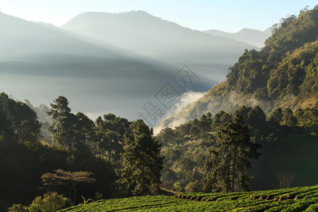 草莓花园的清晨日出dariangkhang山图片