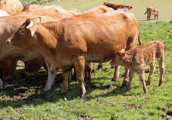 山中牧场上的肥牛和小牛犊图片