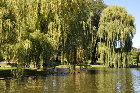 美国波士顿公共花园图片