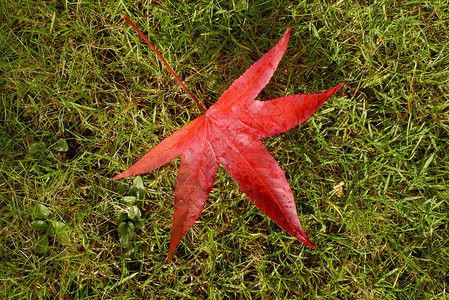 草地上躺着一片鲜红的大枫叶图片