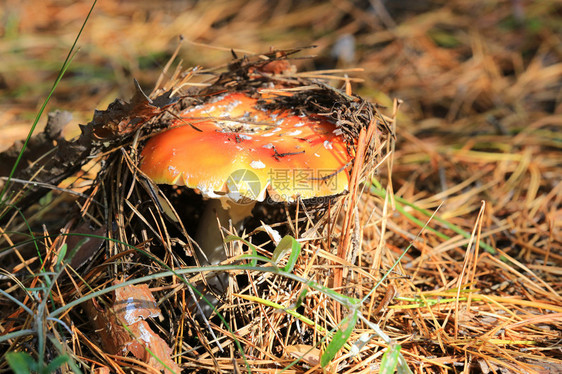 秋季森林中的木耳飞菇图片